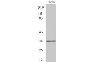 Western Blotting (WB) image for anti-Olfactory Receptor, Family 5, Subfamily M, Member 11 (OR5M11) (C-Term) antibody (ABIN3176622) (OR5M11 Antikörper  (C-Term))