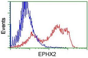 HEK293T cells transfected with either RC202489 overexpress plasmid (Red) or empty vector control plasmid (Blue) were immunostained by anti-EPHX2 antibody (ABIN2452992), and then analyzed by flow cytometry. (EPHX2 Antikörper)