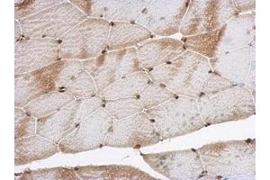Image no. 3 for anti-Smad Nuclear Interacting Protein 1 (SNIP1) (AA 41-363) antibody (ABIN1501920)