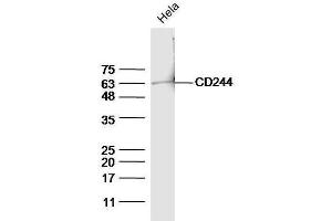 HeLa cell lysates probed with Anti-CD244(Tyr271) Polyclonal Antibody, Unconjugated  at 1:5000 for 90 min at 37˚C. (2B4 Antikörper  (pTyr271))