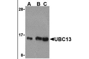 Western Blotting (WB) image for anti-Ubiquitin-Conjugating Enzyme E2N (UBE2N) (C-Term) antibody (ABIN1030789) (UBE2N Antikörper  (C-Term))