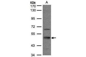 WB Image Sample(30 μg of whole cell lysate) A:HeLa S3, 7. (Septin 7 Antikörper)