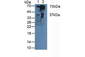 Western blot analysis of (1) Human Liver Tissue and (2) Human Blood Cells. (FGA Antikörper  (AA 124-214))