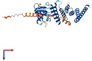 FKBPL Protein (AA 1-349) (His tag)