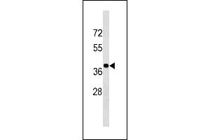 BLVRA Antibody (Center Y83) (ABIN1881115 and ABIN2843340) western blot analysis in K562 cell line lysates (35 μg/lane). (Biliverdin Reductase Antikörper  (AA 61-89))