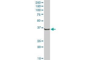 AKR7A2 MaxPab rabbit polyclonal antibody. (AKR7A2 Antikörper  (AA 1-330))