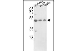 Western blot analysis of PDIA6 Antibody (Center ) (ABIN390609 and ABIN2840921) in NCI-, MCF-7,  cell line lysates (35 μg/lane). (PDIA6 Antikörper  (AA 236-264))