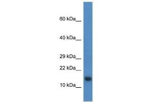 Western Blot showing Pnrc2 antibody used at a concentration of 1.