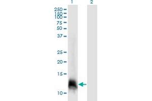 Western Blot analysis of ELOF1 expression in transfected 293T cell line by ELOF1 monoclonal antibody (M06), clone 4F6. (ELOF1 Antikörper  (AA 1-83))