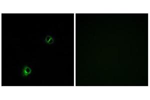 Immunofluorescence analysis of A549 cells, using FZD9 antibody. (FZD9 Antikörper  (C-Term))