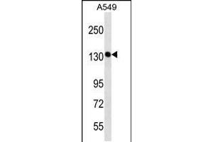 Western blot analysis in A549 cell line lysates (35ug/lane). (PDS5A Antikörper  (C-Term))