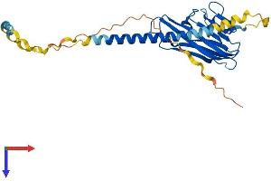 FASL Protein (AA 1-281) (His tag)