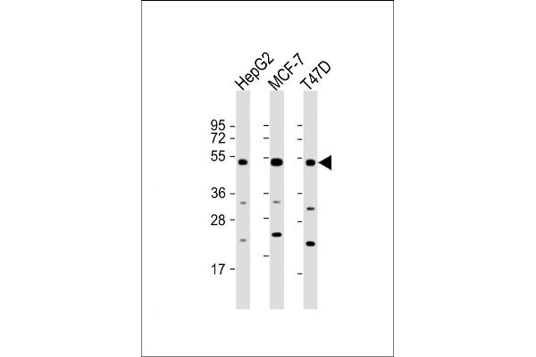SLC9A3R1 antibody  (AA 168-197)