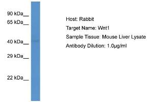 Host: Rabbit Target Name: WNT1 Sample Tissue: Mouse Liver Antibody Dilution: 1ug/ml (WNT1 Antikörper  (C-Term))
