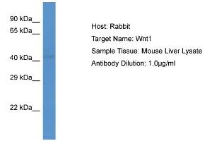 Western Blotting (WB) image for anti-Wingless-Type MMTV Integration Site Family, Member 1 (WNT1) (C-Term) antibody (ABIN2779466)