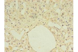 Immunohistochemistry of paraffin-embedded human adrenal gland tissue using ABIN7161027 at dilution of 1:100 (Ferredoxin Reductase Antikörper  (AA 33-451))