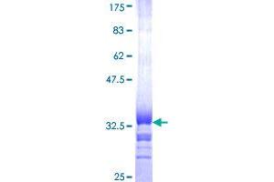 Image no. 1 for Leukocyte Immunoglobulin-Like Receptor, Subfamily A (With TM Domain), Member 2 (LILRA2) (AA 322-383) protein (GST tag) (ABIN1309407) (LILRA2 Protein (AA 322-383) (GST tag))