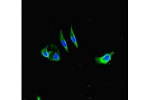 Immunofluorescent analysis of Hela cells using ABIN7155180 at dilution of 1:100 and Alexa Fluor 488-congugated AffiniPure Goat Anti-Rabbit IgG(H+L) (Fc epsilon RI/FCER1A Antikörper  (AA 26-205))