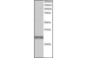 Antibody staining (1 µg/ml) of Human Muscle lysate (RIPA buffer, 30 µg total protein per lane). (TRIM7 Antikörper  (C-Term))