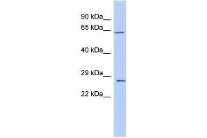 WB Suggested Anti-CLDN18 Antibody Titration:  0. (Claudin 18 Antikörper  (Middle Region))