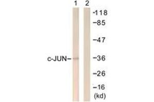 Western Blotting (WB) image for anti-Jun Proto-Oncogene (JUN) (AA 221-270) antibody (ABIN2888807) (C-JUN Antikörper  (AA 221-270))