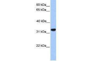 Western Blotting (WB) image for anti-Calcium Channel, Voltage-Dependent, gamma Subunit 4 (CACNG4) antibody (ABIN2458134)