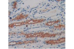 IHC-P analysis of Human Kidney Tissue, with DAB staining. (Amphiregulin Antikörper  (AA 20-100))