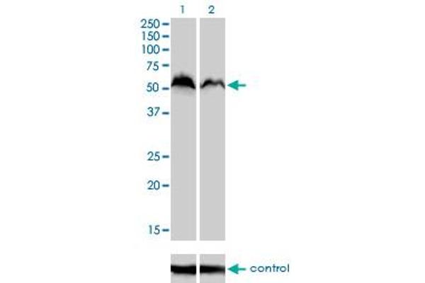 NRF1 Antikörper  (AA 201-285)