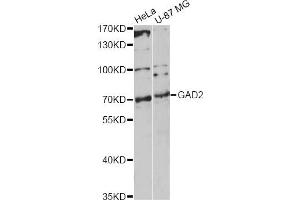 Western blot analysis of extracts of various cell lines, using GAD2 antibody. (GAD65 Antikörper)