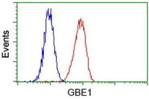 Image no. 2 for anti-Glucan (1,4-alpha-), Branching Enzyme 1 (GBE1) antibody (ABIN1498395) (GBE1 Antikörper)