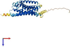 CysLTR1 Protein (AA 1-337) (His tag)