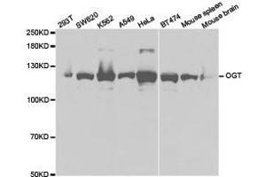 Western Blotting (WB) image for anti-O-Linked N-Acetylglucosamine (GlcNAc) Transferase (UDP-N-Acetylglucosamine:polypeptide-N-Acetylglucosaminyl Transferase) (OGT) antibody (ABIN1874000)
