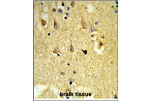 Immunohistochemistry analysis in Formalin Fixed, Paraffin Embedded Human brain tissue reacted with SH3BGRL3 Antibody (Center) Cat.