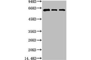 Western blot analysis of 1) 293T Cell Lysate, 2) C2C12 Cell Lysate, 3) Rat Brain Tissue Lysate using Beclin-1 Mouse mAb diluted at 1:2000. (Beclin 1 Antikörper)