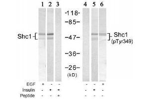 Image no. 1 for anti-SHC (Src Homology 2 Domain Containing) Transforming Protein 1 (SHC1) (pTyr349) antibody (ABIN197085) (SHC1 Antikörper  (pTyr349))