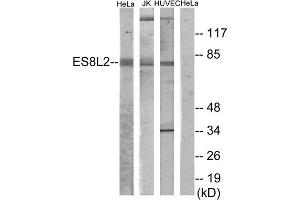Western Blotting (WB) image for anti-EPS8-Like 2 (EPS8L2) (N-Term) antibody (ABIN1849980) (EPS8-Like 2 Antikörper  (N-Term))