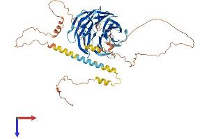 TLE6 Protein (AA 1-572) (His tag)