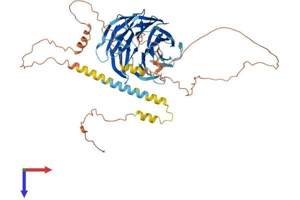 TLE6 Protein (AA 1-572) (His tag)
