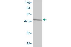 Western Blot detection against Immunogen (58. (Ketohexokinase Antikörper  (AA 1-298))