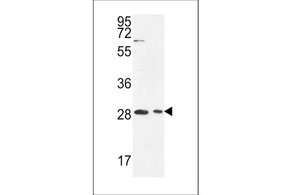 ERMN Antikörper  (AA 113-141)