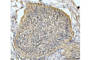 IHC analysis of HMGCS1 using anti-HMGCS1 antibody (ABIN7600928).