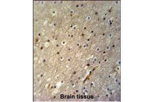 ACTL6B Antibody (N-term) (ABIN651520 and ABIN2840276) immunohistochemistry analysis in formalin fixed and paraffin embedded human brain tissue followed by peroxidase conjugation of the secondary antibody and DAB staining. (Actin-Like 6B Antikörper  (N-Term))