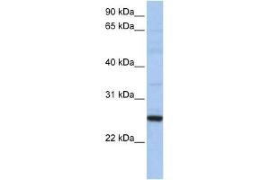 WB Suggested Anti-XBP1 Antibody Titration:  0. (XBP1 Antikörper  (N-Term))