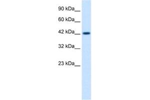 Western Blotting (WB) image for anti-Zona Pellucida Glycoprotein 3 (ZP3) antibody (ABIN2461230) (Zona Pellucida Glycoprotein 3 Antikörper)