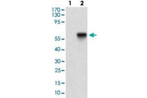Western blot analysis of Lane 1: Negative control [HEK293 cell lysate]; Lane 2: Over-expression lysate [TIE1 (AA: 385-607)-hIgGFc transfected HEK293 cells] with TIE1 monoclonal antibody, clone 8D12B10  at 1:500-1:2000 dilution. (TIE1 Antikörper  (AA 385-607))