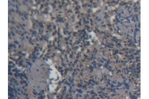 DAB staining on IHC-P; Samples: Porcine Spleen Tissue (CD3D Antikörper  (AA 22-103))