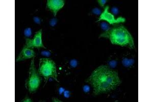 Anti-BECN1 mouse monoclonal antibody (ABIN2454372) immunofluorescent staining of COS7 cells transiently transfected by pCMV6-ENTRY BECN1 (RC201629). (Beclin 1 Antikörper)