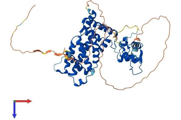 NR6A1 Protein (AA 1-480) (His tag)
