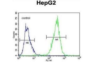 Flow cytometric analysis of HepG2 cells using PPAR-delta Antibody (C-term) Cat. (PPARD Antikörper  (C-Term))