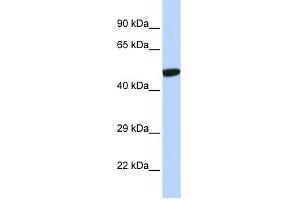 WB Suggested Anti-NR1I2 Antibody Titration:  0. (NR1I2 Antikörper  (N-Term))